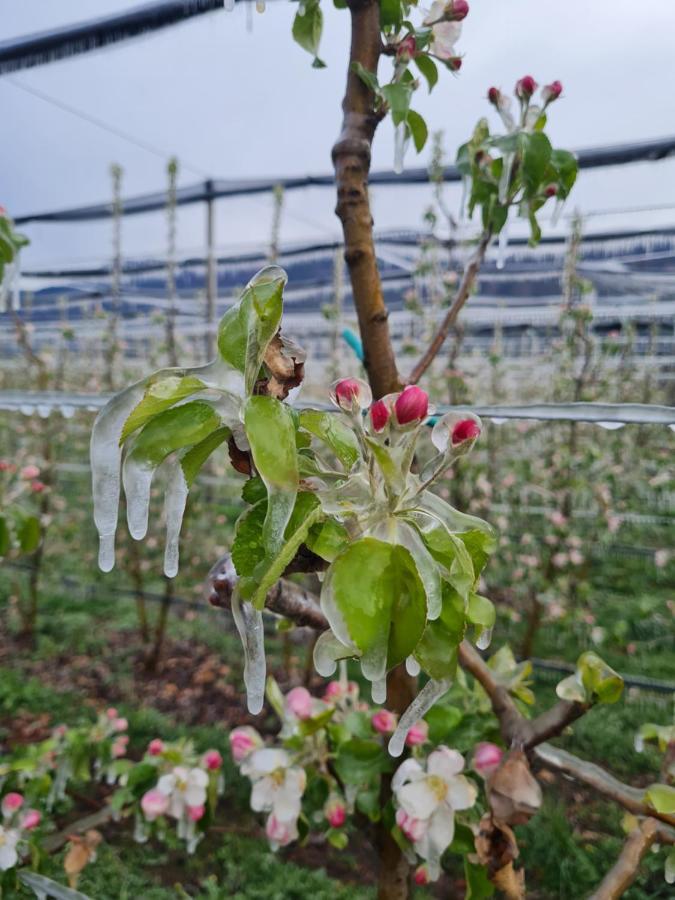 Versigglhof Appiano Sulla Strada Del Vino Zewnętrze zdjęcie