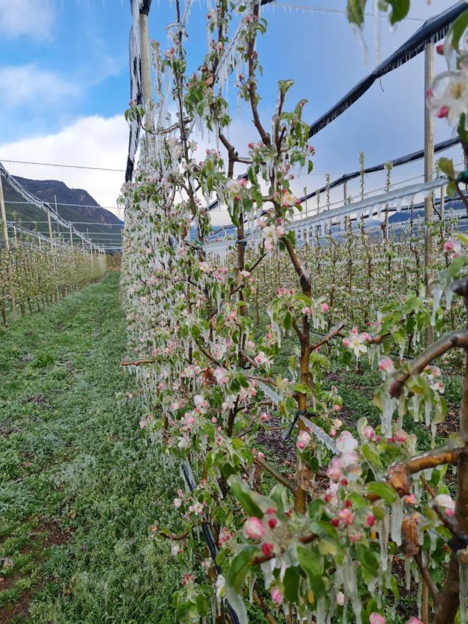 Versigglhof Appiano Sulla Strada Del Vino Zewnętrze zdjęcie