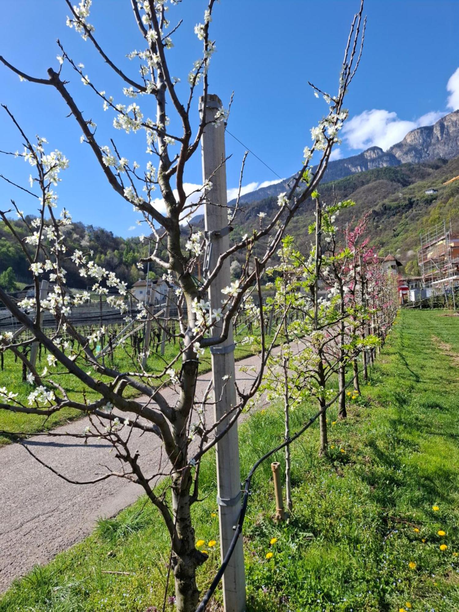 Versigglhof Appiano Sulla Strada Del Vino Zewnętrze zdjęcie