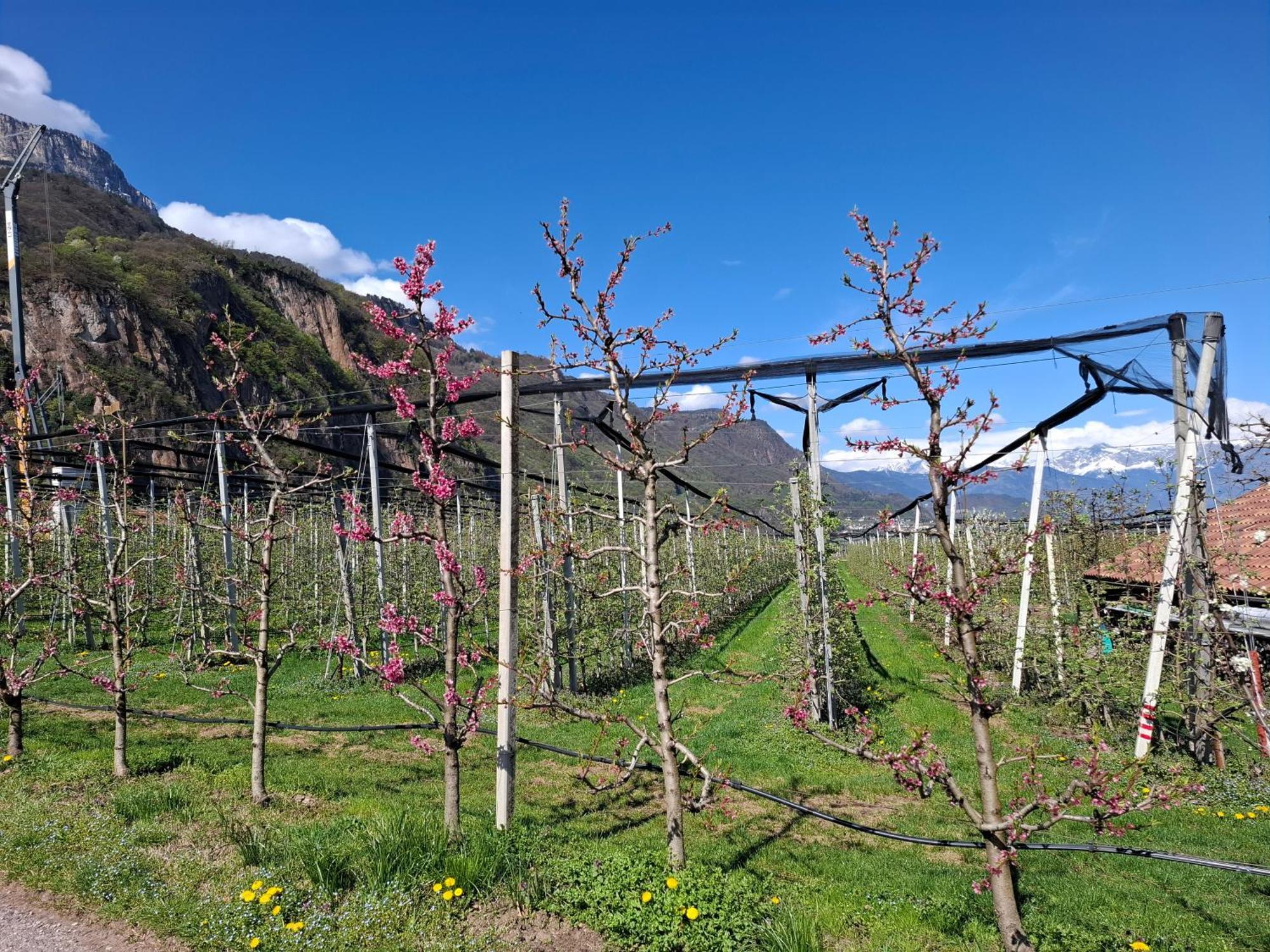 Versigglhof Appiano Sulla Strada Del Vino Zewnętrze zdjęcie